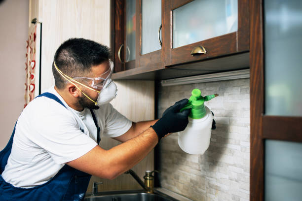 Wasp Removal Services in Freeport, TX