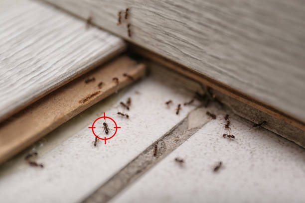 Best Insect Control  in Freeport, TX