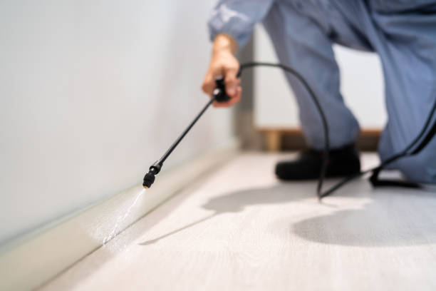 Flea Control Services in Freeport, TX