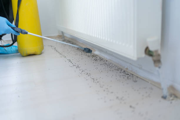 Best Emergency Pest Control  in Freeport, TX